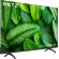 60" METZ blue 60MUF7000Z изображение 2