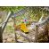 LEGO Flowers in Watering Can изображение 10