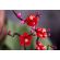 LEGO Plum Blossom изображение 9