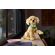 LEGO Golden Retriever Puppy изображение 8