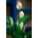 LEGO Peace Lily изображение 12