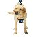 GoPro Fetch Dog Harness изображение 3