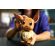 LEGO Eevee изображение 10