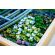 LEGO Claude Monet – Bridge over a Pond of Water Lilies изображение 13