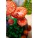 LEGO Woodland Mushrooms изображение 11