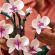 LEGO Orchid изображение 11