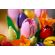 LEGO Tulip Bouquet изображение 9